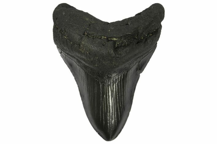 Fossil Megalodon Tooth - Georgia #144299